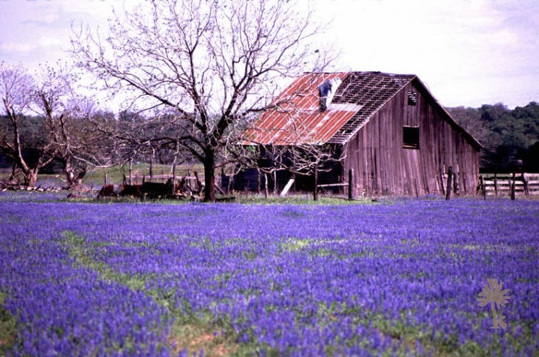 Maisons, Fermes et Granges du Texas – photo 4 sur 20